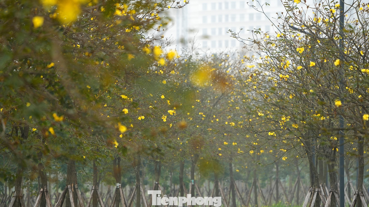 Cây phong Linh (còn gọi là cây chuông vàng) có nguồn gốc từ khu vực Nam Mỹ và khu cận bìa rừng Amazon. Loại cây hoa công trình đẹp này thích hợp với khu vực có khí hậu nhiệt đới gió mùa (nơi khí hậu có 4 mùa rõ rệt) và cận ôn đới như Brazil, Paraguay và Bắc Argentina, Suriname...