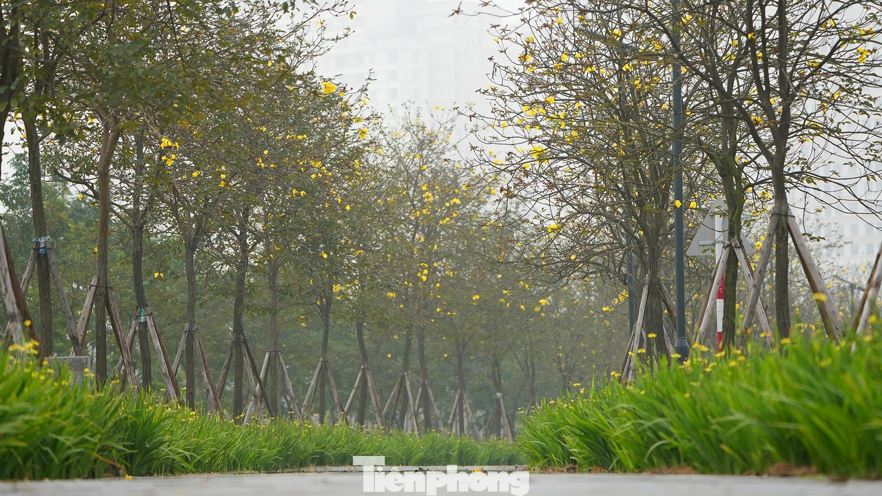 Cung đường phủ kín hoa phong linh tại Khu đô thị Park City (quận Hà Đông, thành phố Hà Nội) bắt đầu trổ bông vàng rực.
