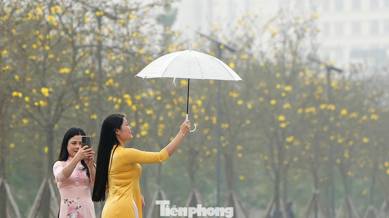 Những ngày đầu tháng 3, hoa phong linh tại Khu đô thị Park City (quận Hà Đông, thành phố Hà Nội) bắt đầu nở rộ, tạo nên sắc vàng rực rỡ, thu hút sự quan tâm của các chị em thích chụp hình "sống ảo".