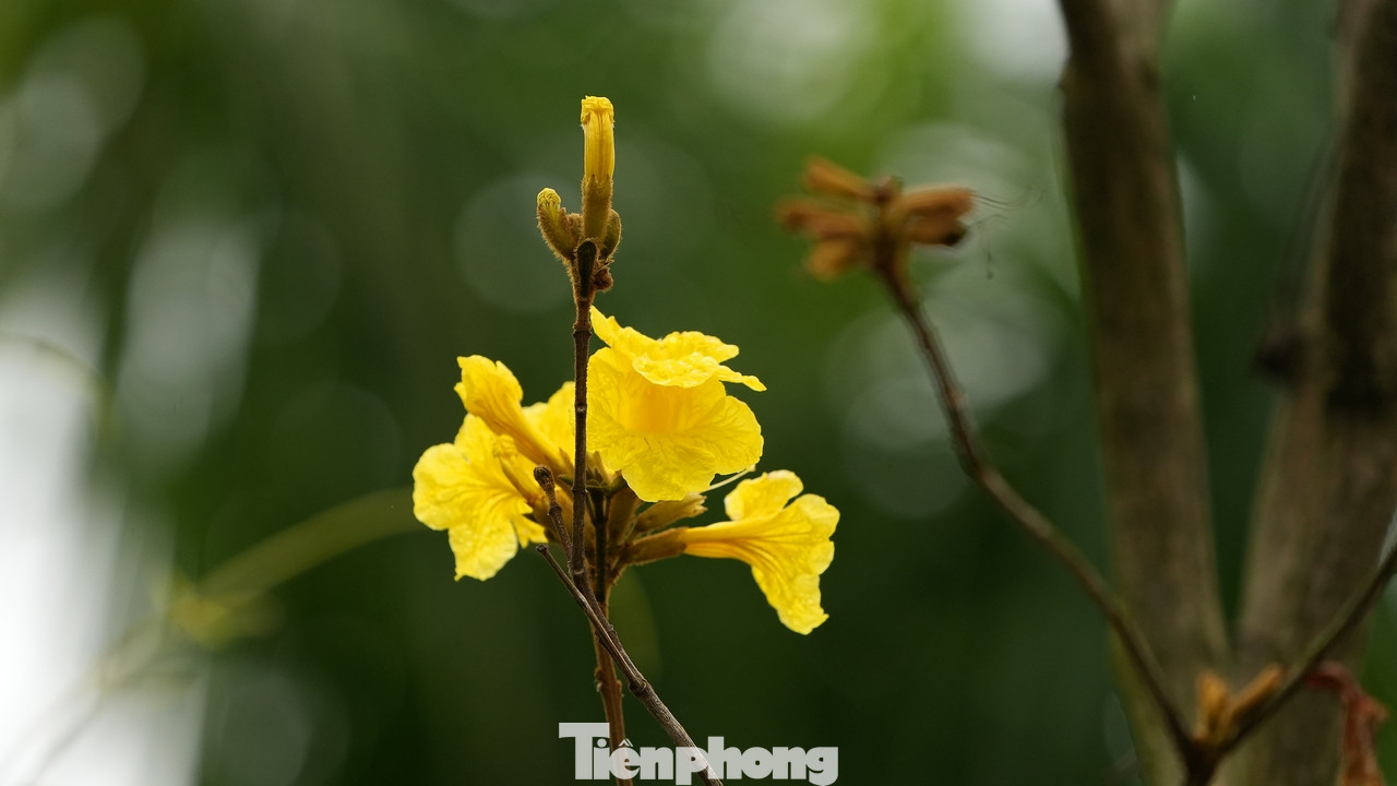 Hoa phong linh là loài hoa thân gỗ với chiều cao tương đương với hoa ban, cánh hoa mềm. Khi nở thành từng chùm màu vàng rực, mỗi chùm có khoảng 5 đến 7 bông.