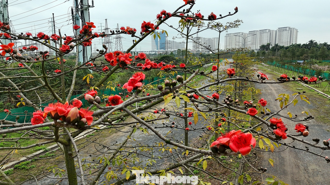 Bên cạnh hàng dài hoa phong linh nở vàng rực, hàng hoa gạo gần đó cũng đang thì nở rộ đỏ rực cả một góc trời.