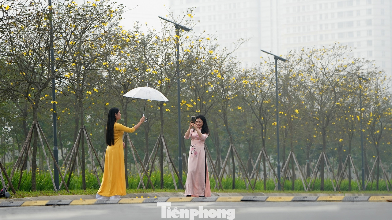 Màu vàng rực vô cùng hấp dẫn của loại hoa phong linh này đã thu hút những nhóm chị em đầu tiên trong trang phục áo dài truyền thống tới đây chụp ảnh đầu mùa.