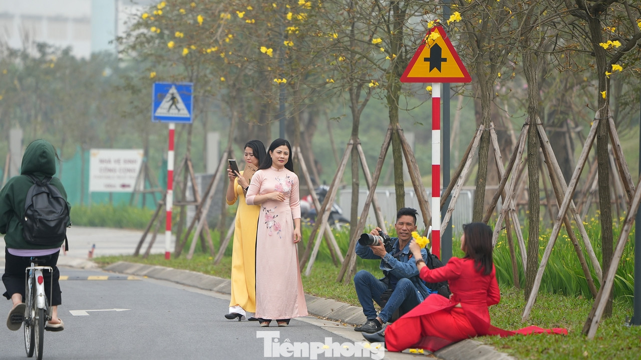 Màu vàng rực vô cùng hấp dẫn của loại hoa phong linh này đã thu hút những nhóm chị em đầu tiên trong trang phục áo dài truyền thống tới đây chụp ảnh đầu mùa.