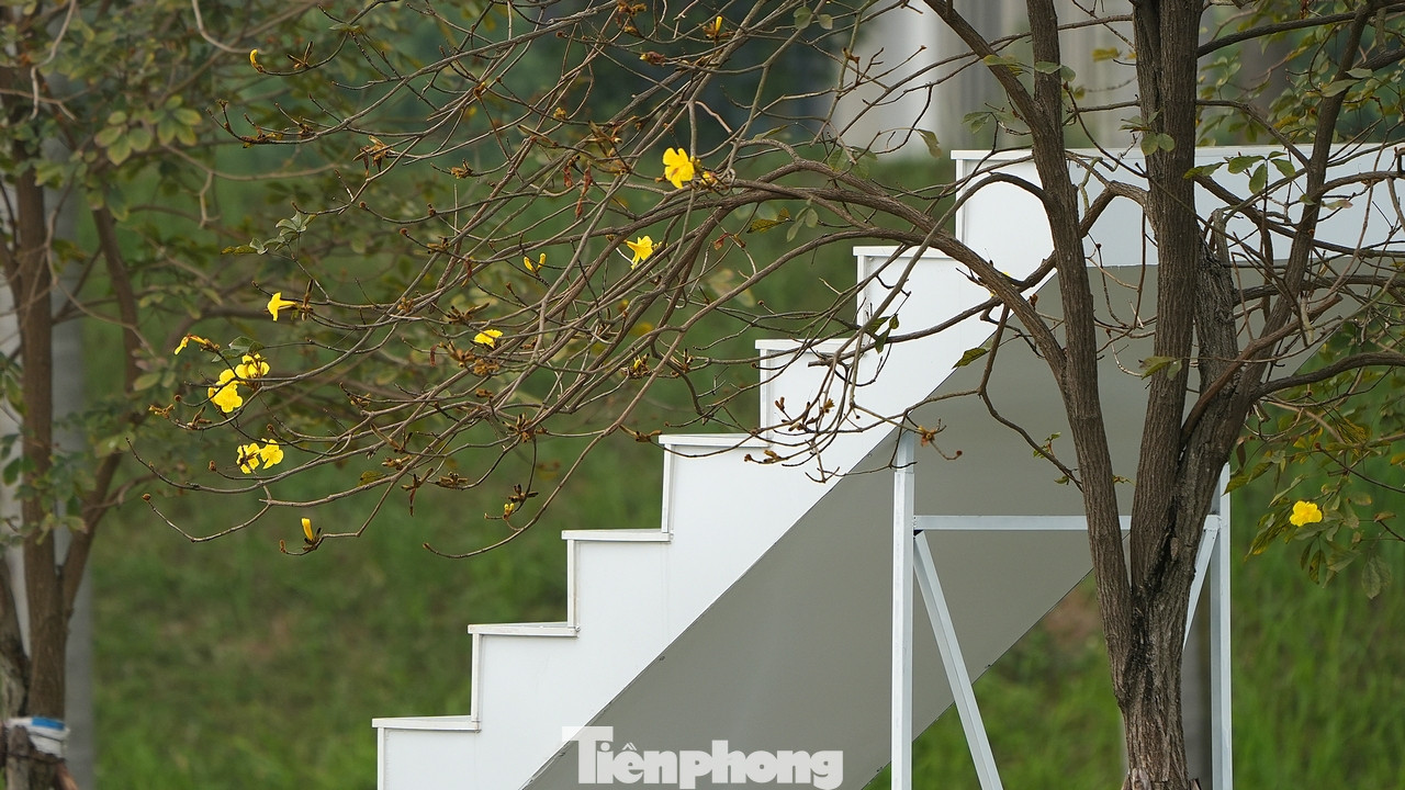 Vào mùa hoa nở rộ năm 2023, nhiều người đã bắc thang, trèo cả lên cây để chụp hình. Lường trước điều đó có thể tái diễn, năm nay khu đô thị đã cho lắp đặt một thang gỗ cao ngang với tầm hoa nở để phục vụ mọi người chụp ảnh.