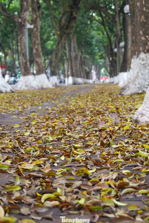 Kết hợp với sự lãng mạn vốn có ở con phố này, hình ảnh lá sấu rơi rụng đã tạo nên khung cảnh thơ mộng trong tiết trời giao mùa những ngày tháng 4 này.