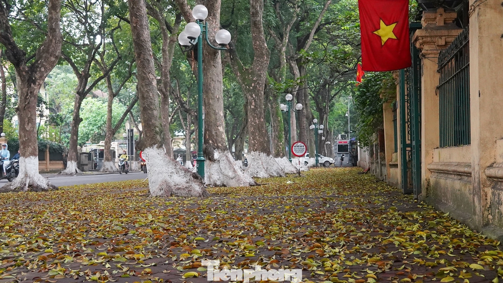 Sắc vàng của những chiếc lá sấu tạo nên một nét đẹp lãng mạn.