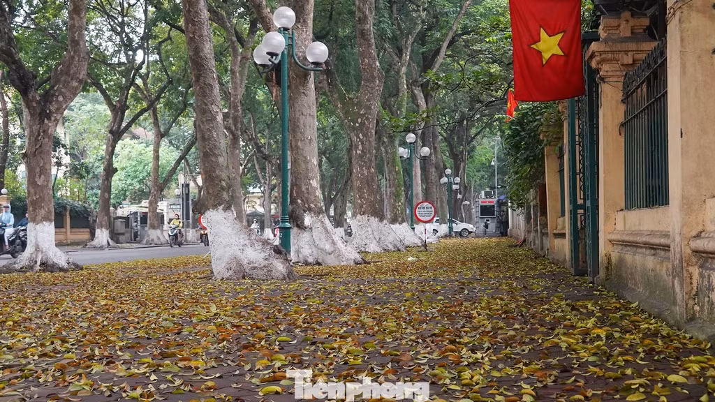 Sắc vàng của những chiếc lá sấu tạo nên một nét đẹp lãng mạn.