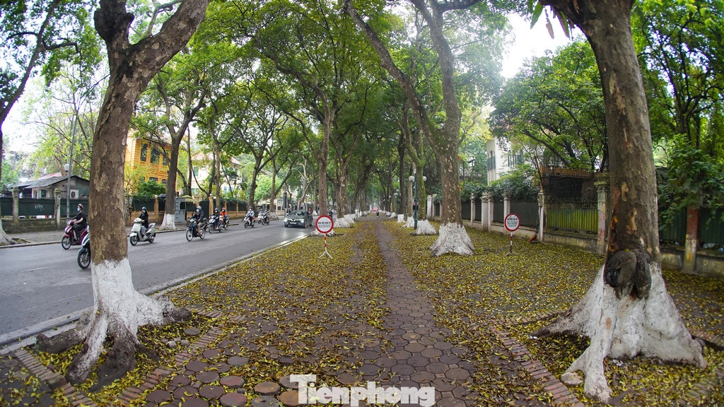 Đi dọc tuyến phố Phan Đình Phùng (Hà Nội) vào thời điểm này, người dân và du khách không khỏi choáng ngợp trước vẻ đẹp lãng mạn khi những hàng cây sấu nơi đây vào mùa rụng lá.