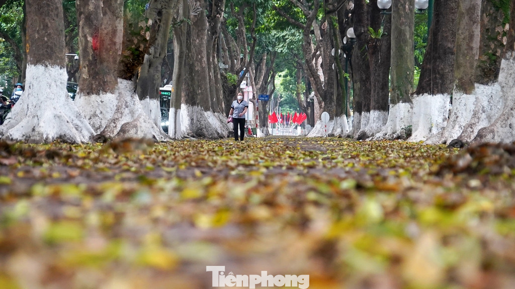 Những chiếc lá nhuộm vàng cả con đường tạo nên một khung cảnh bình yên và thơ mộng ngay giữa lòng Hà Nội..