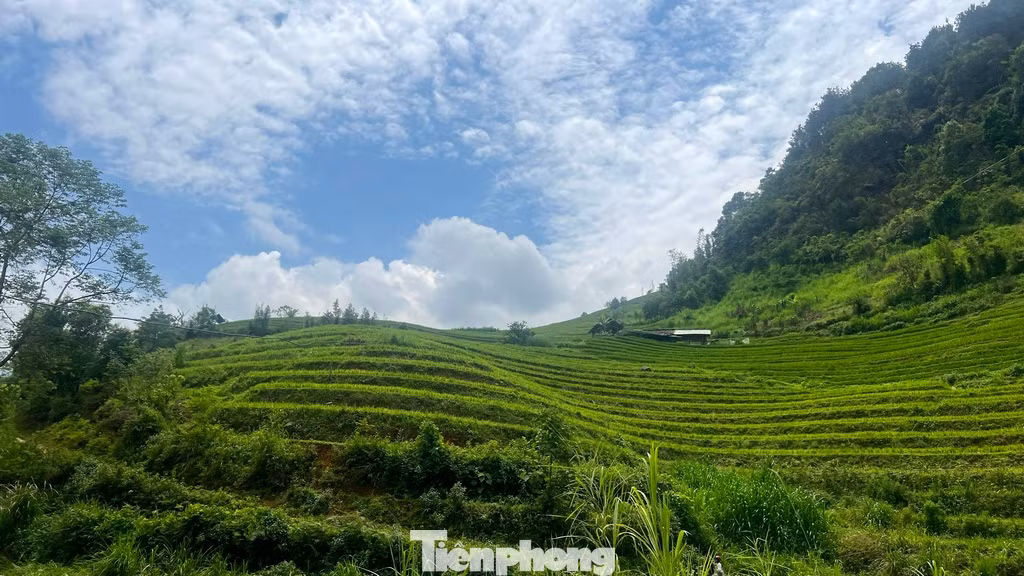 Hoặc cũng có thể đi săn ảnh phong cảnh với những ruộng lúa bậc thang uốn lượn xanh mướt. Hoặc cũng có thể đi săn ảnh phong cảnh với những ruộng lúa bậc thang uốn lượn xanh mướt.