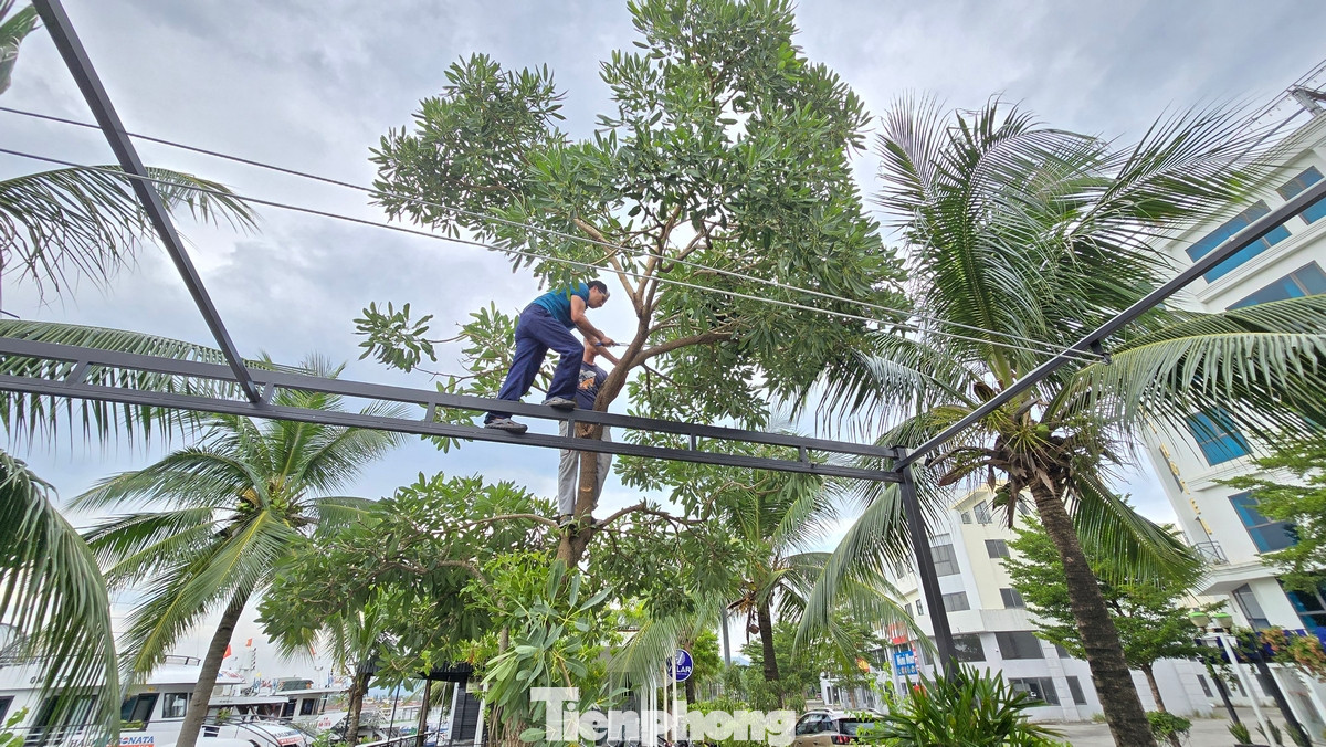 Một số cây xanh đang được cắt tỉa tại khu vực đường bao biển ở Hạ Long.