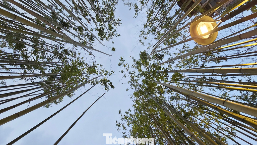 Vào tháng 11/2023, rừng trúc xanh với 7.500 cây vừa xuất hiện bên hồ Trúc Bạch (quận Ba Đình, thành phố Hà Nội).