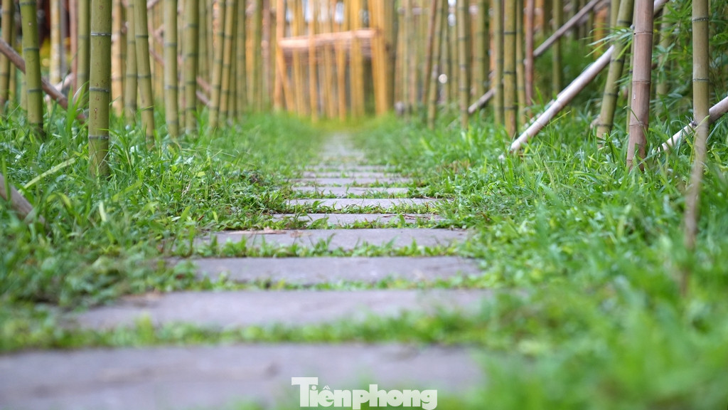 Trúc được trồng ven hồ Trúc Bạch sẽ được đơn vị liên quan của quận Ba Đình kiểm soát, không tạo bụi, cành rậm rạp, ảnh hưởng đến mỹ quan đô thị, xáo trộn cảnh quan.