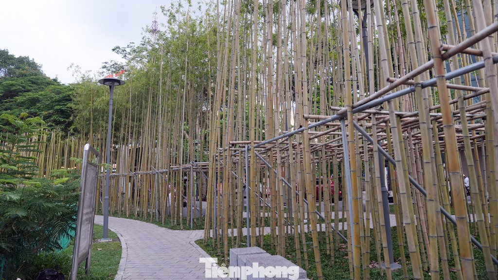 Tuy nhiên, việc chằng chống vẫn được thực hiện khi cây mới trồng lại vào thời gian mùa mưa gió đang diễn ra.