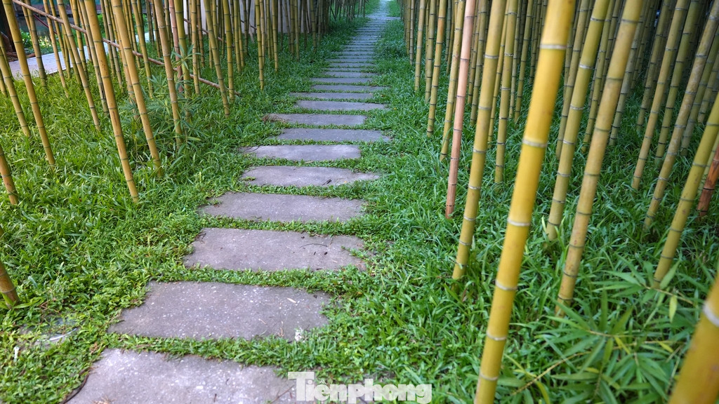 Lối đi lát đá xen kẽ với thảm cỏ đã bén rễ xanh mướt.