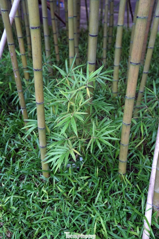 Đa phần trúc đã bén rễ và phát triển tốt.