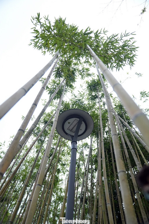 Hệ thống đèn chiếu sáng tiết kiệm năng lượng được lắp đặt đồng bộ với cụm cảnh quan khu vực.