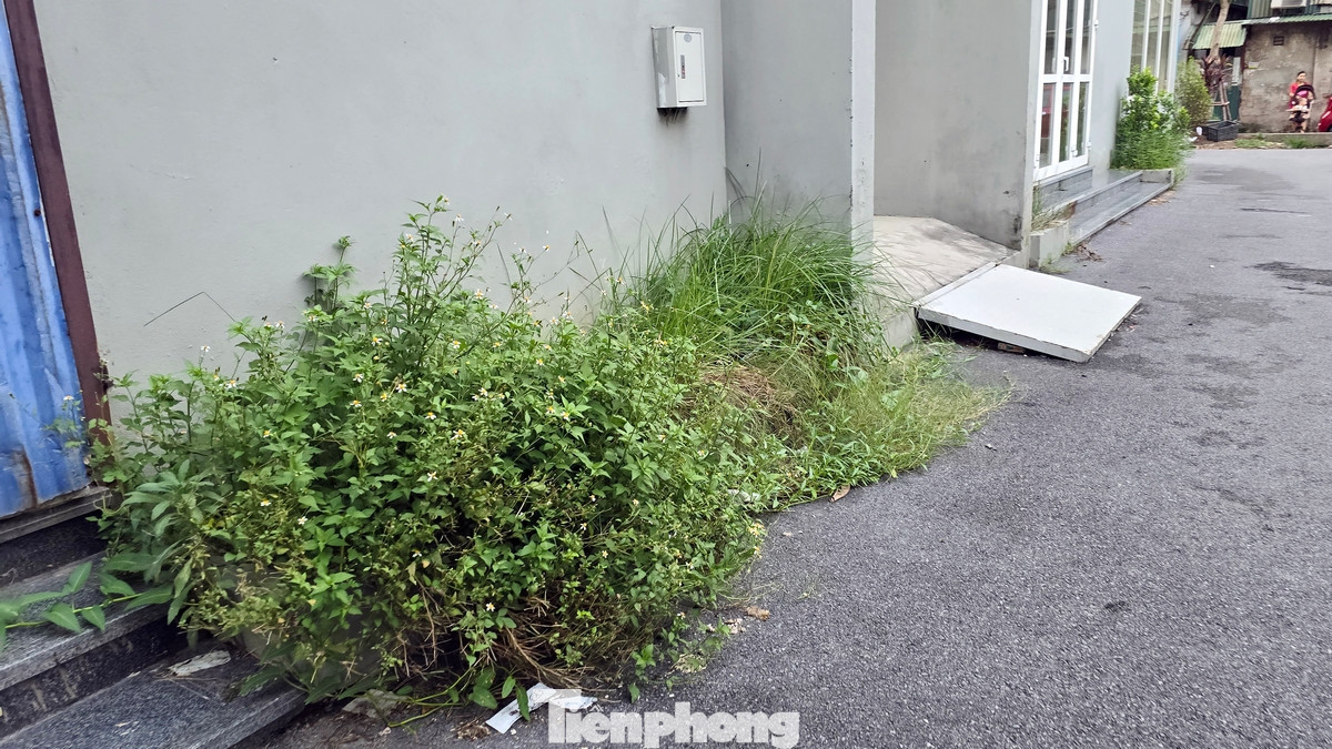 Cỏ dại mọc um tùm quanh tòa nhà sau nhiều năm hoàn thiện mà không có người đến ở.