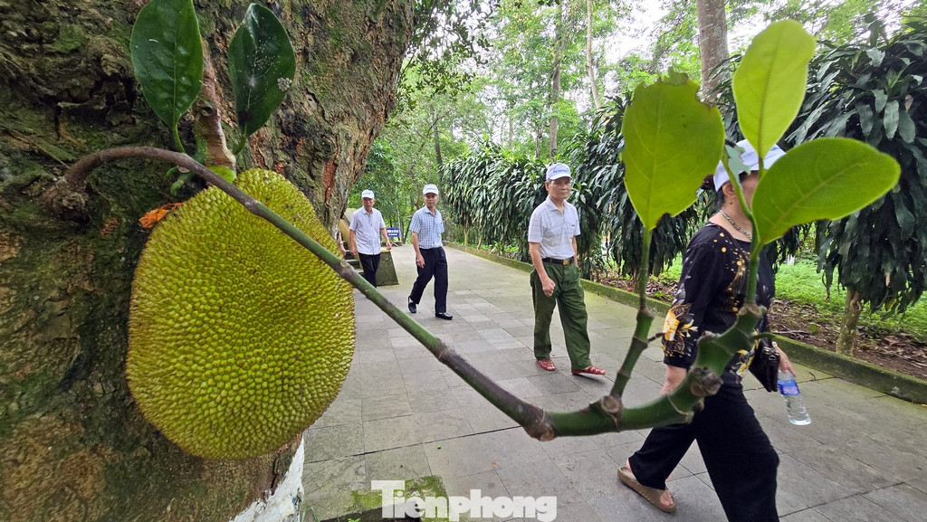 Không gian và cảnh quan xanh mướt của cây rừng ở khu di tích khiến mọi người như được trở về với thiên nhiên của cỏ cây hoa lá.