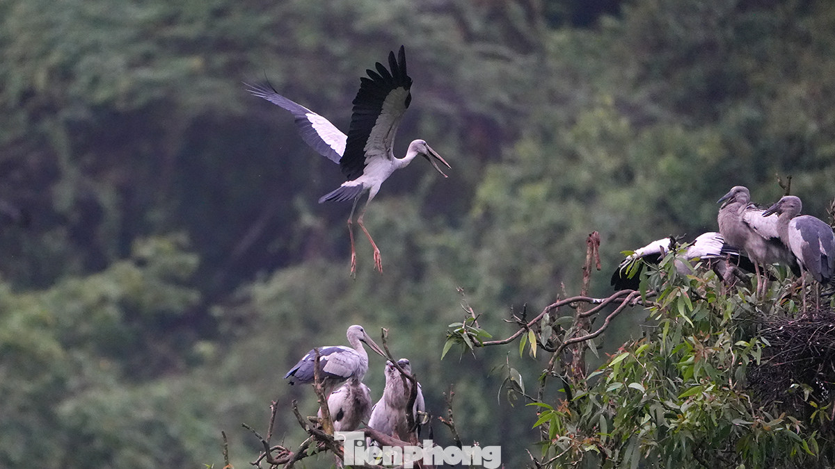 Lúc chiều tà, khi hàng ngàn cánh chim chao liệng trên bầu trời tạo nên cảnh tượng có 1 không 2, đủ để khiến du khách ngỡ ngàng quên chớp mắt.