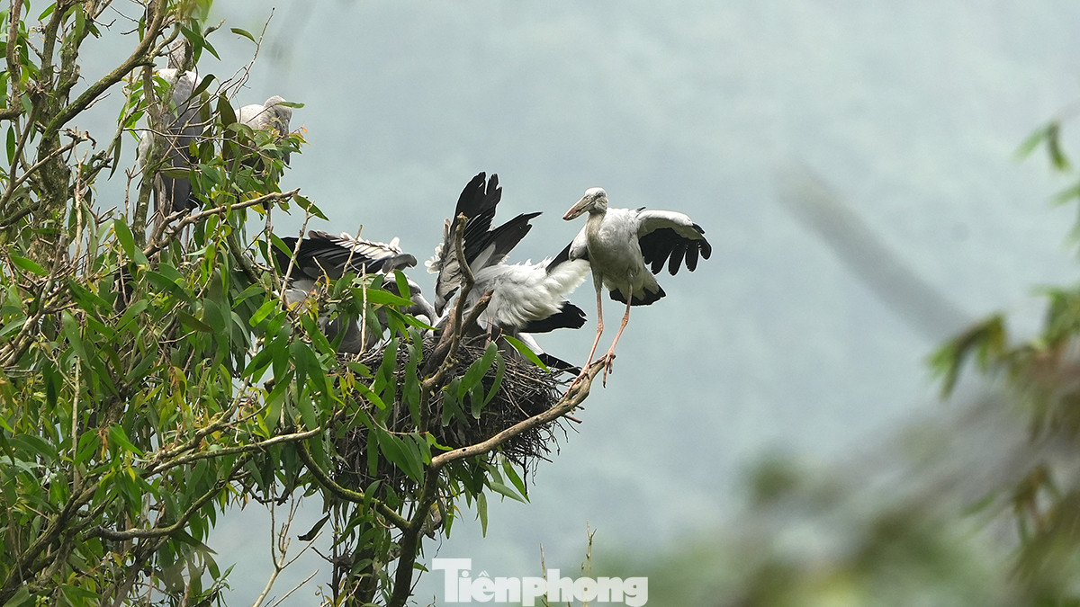 Một gia đình chim bên tổ ấm thời điểm cuối giờ chiều.