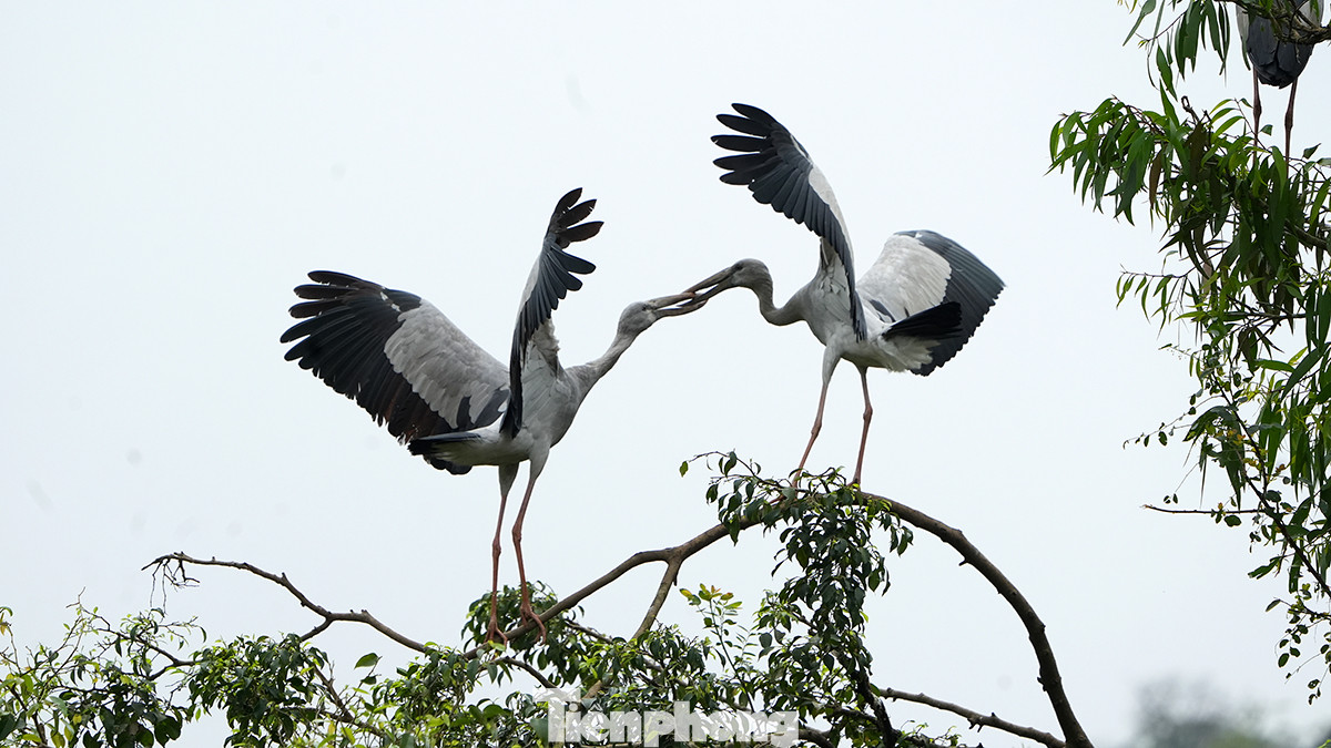 Khu du lịch vườn chim Thung Nham (hay còn gọi là Thung Chim) thuộc xã Ninh Hải, huyện Hoa Lư, tỉnh Ninh Bình. Cách Hà Nội khoảng 110km với thời gian di chuyển khoảng 2 giờ đồng hồ.