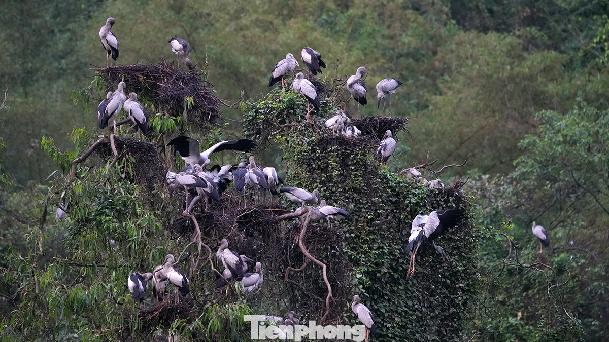 Nơi đây có điểm nhấn khiến ai đến đây cũng không thể nào quên là khu vườn chim - nơi lưu trú của hàng vạn cá thể chim với nhiều loài cùng trú ngụ.