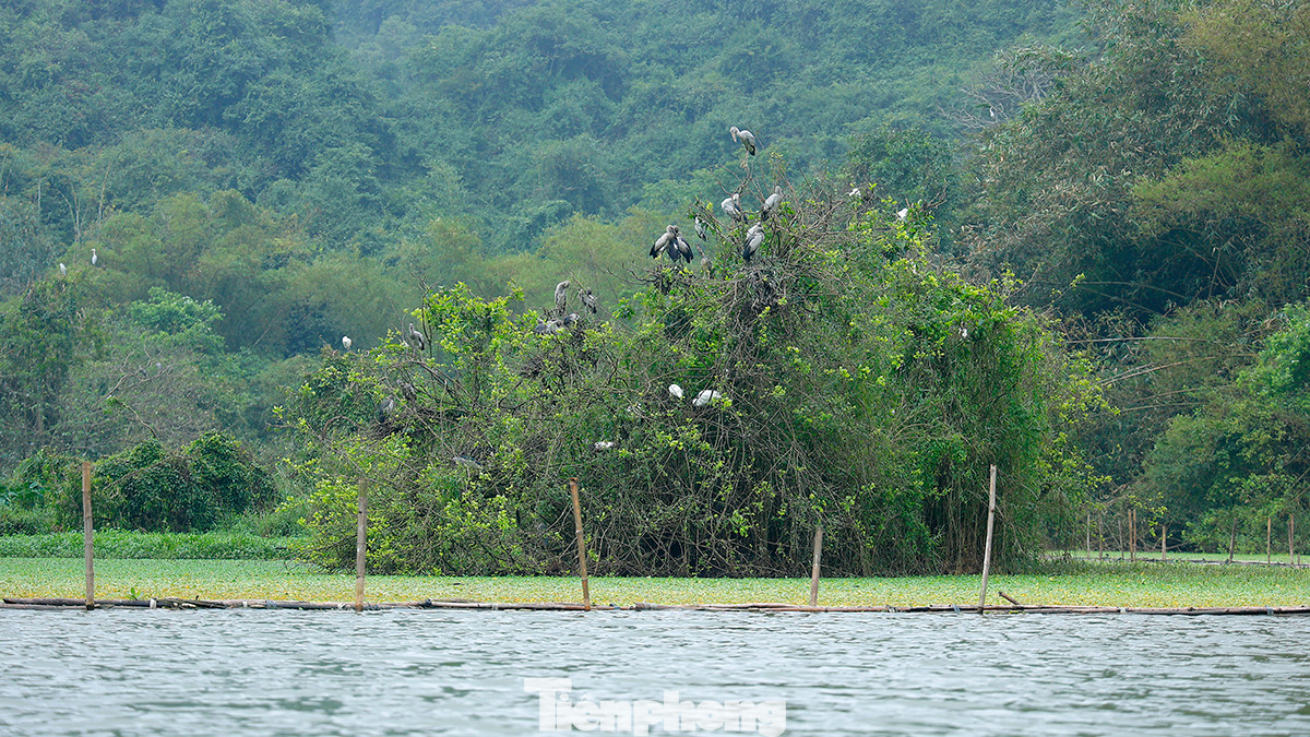 Khu du lịch sinh thái Thung Nham hiện là một trong những địa điểm du lịch nổi tiếng ở Ninh Bình, thu hút du khách bởi vẻ đẹp hoang sơ, kỳ thú.