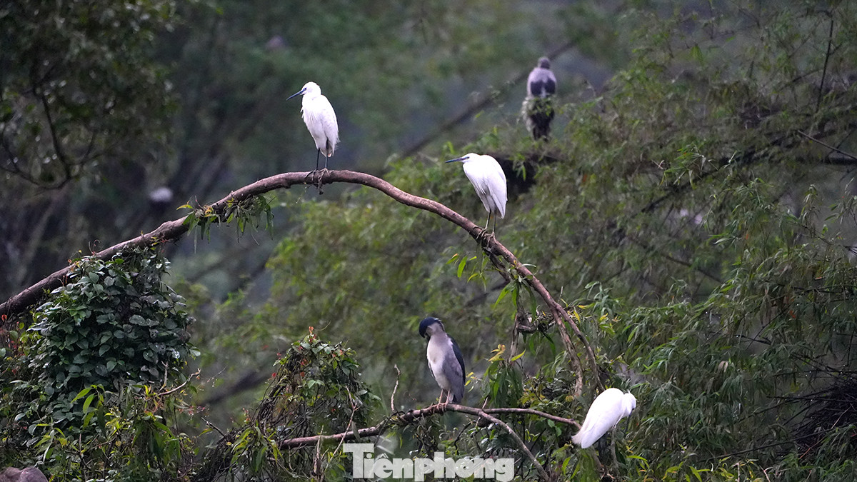 Thung Nham với khu đầm rộng lớn trở thành nơi cư trú của nhiều loài chim quý hiếm cùng sinh sống.