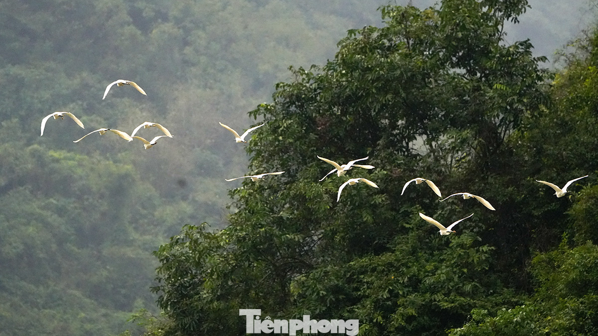 Được biết, hiện số lượng các loài động thực vật ở đây rất lớn kể cả những loài có nguy cơ tuyệt chủng được ghi trong sách đỏ như cốc đế nhỏ, giang sen, hằng hạc, phượng hoàng...