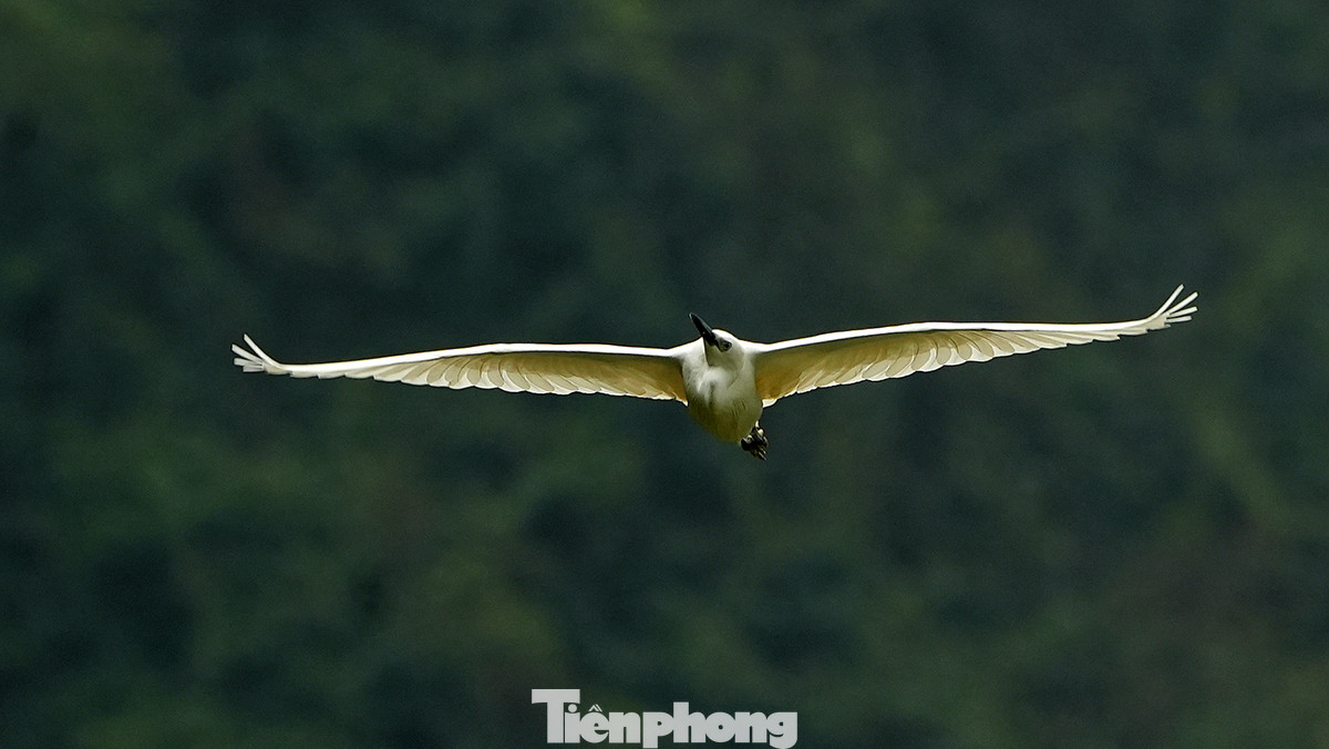 Một chú cò trưởng thành tung cánh trên khu vực thung lũng hoang sơ của vườn chim Thung Nham.
