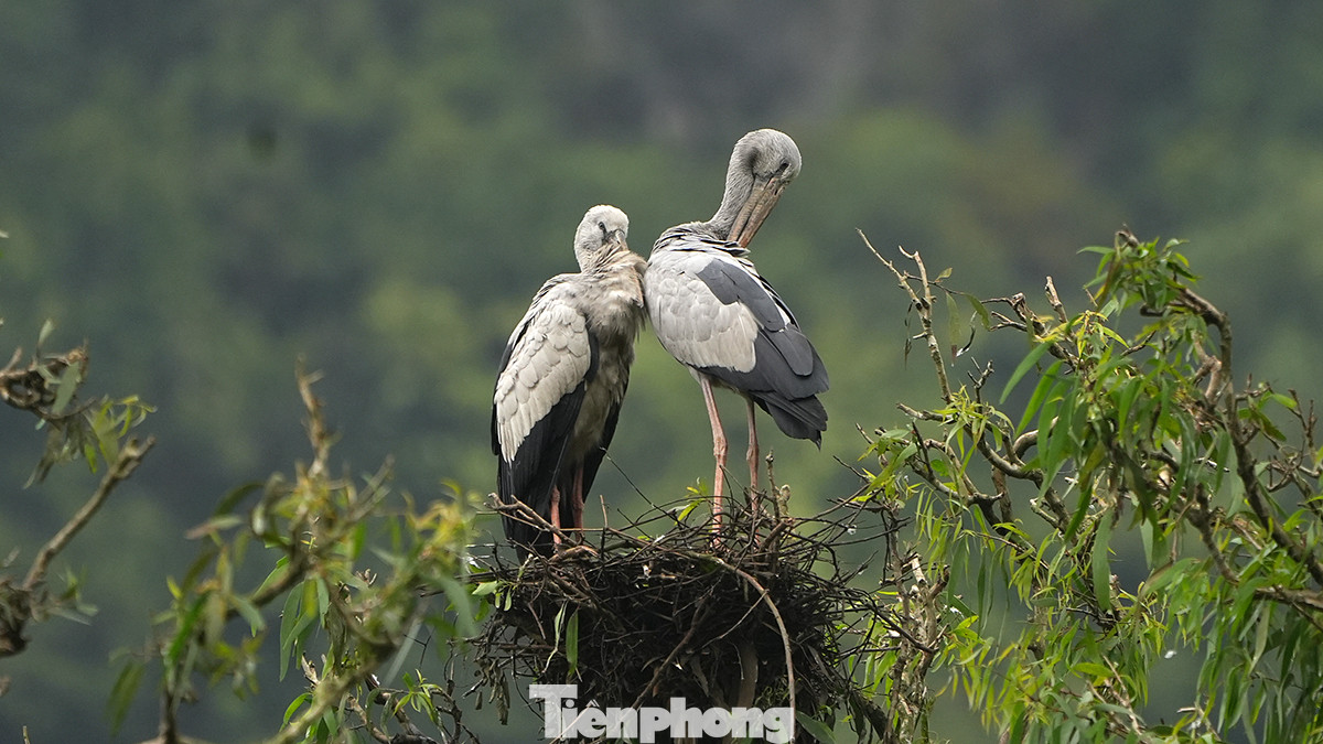 Đây hiện là nơi cư ngụ của khoảng 40 loài chim với số lượng khoảng trên 50.000 con. Trong đó, có số lượng không nhỏ các loài chim quý như phượng hoàng, hồng hạc…