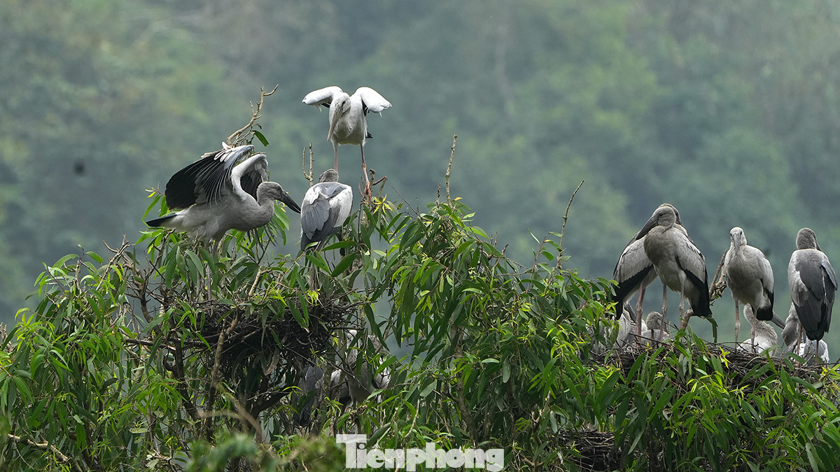 Theo người dân sinh sống gần vườn chim Thung Nham, để ngắm được sự đa dạng của các loài chim ở đây là vào thời điểm khoảng 17h khi chim đi kiếm ăn quay về tổ. Tuy nhiên nếu không sắp xếp được thời gian, du khách có thể tới vào 5h đến 7h sáng để ngắm chim bay đi kiếm ăn.