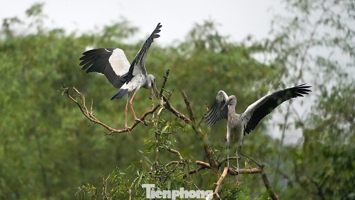 Nhiều cây lớn trơ trụi cành lá vì chim đậu và làm tổ.