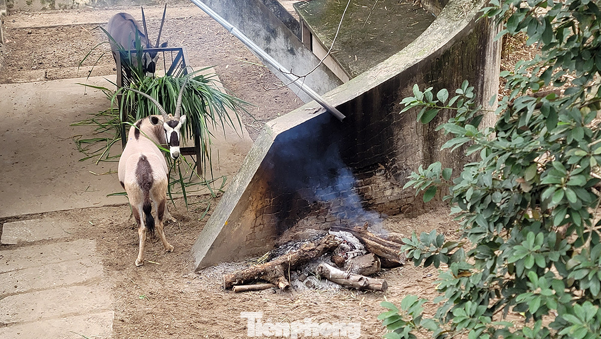 Ông Nguyễn Danh Cường, Phó Giám đốc Xí nghiệp chăn nuôi và phát triển động vật số 1, đơn vị trực thuộc Công ty, chia sẻ: "Việc chống rét cho các loài động vật, đặc biệt là động vật quý hiếm đã được Vườn thú thực hiện qua nhiều mùa đông nên luôn có sự chủ động và thực hiện theo kế hoạch kỹ càng, chi tiết theo từng đặc tính, điều kiện sinh sống của các giống, loài".