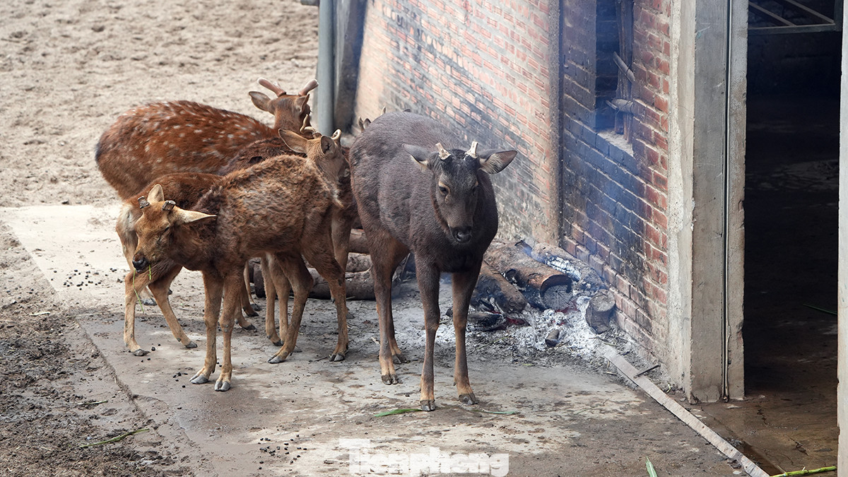 Ông Nguyễn Danh Cường, Phó Giám đốc Xí nghiệp chăn nuôi và phát triển động vật số 1, đơn vị trực thuộc Công ty, chia sẻ: "Việc chống rét cho các loài động vật, đặc biệt là động vật quý hiếm đã được Vườn thú thực hiện qua nhiều mùa đông nên luôn có sự chủ động và thực hiện theo kế hoạch kỹ càng, chi tiết theo từng đặc tính, điều kiện sinh sống của các giống, loài".