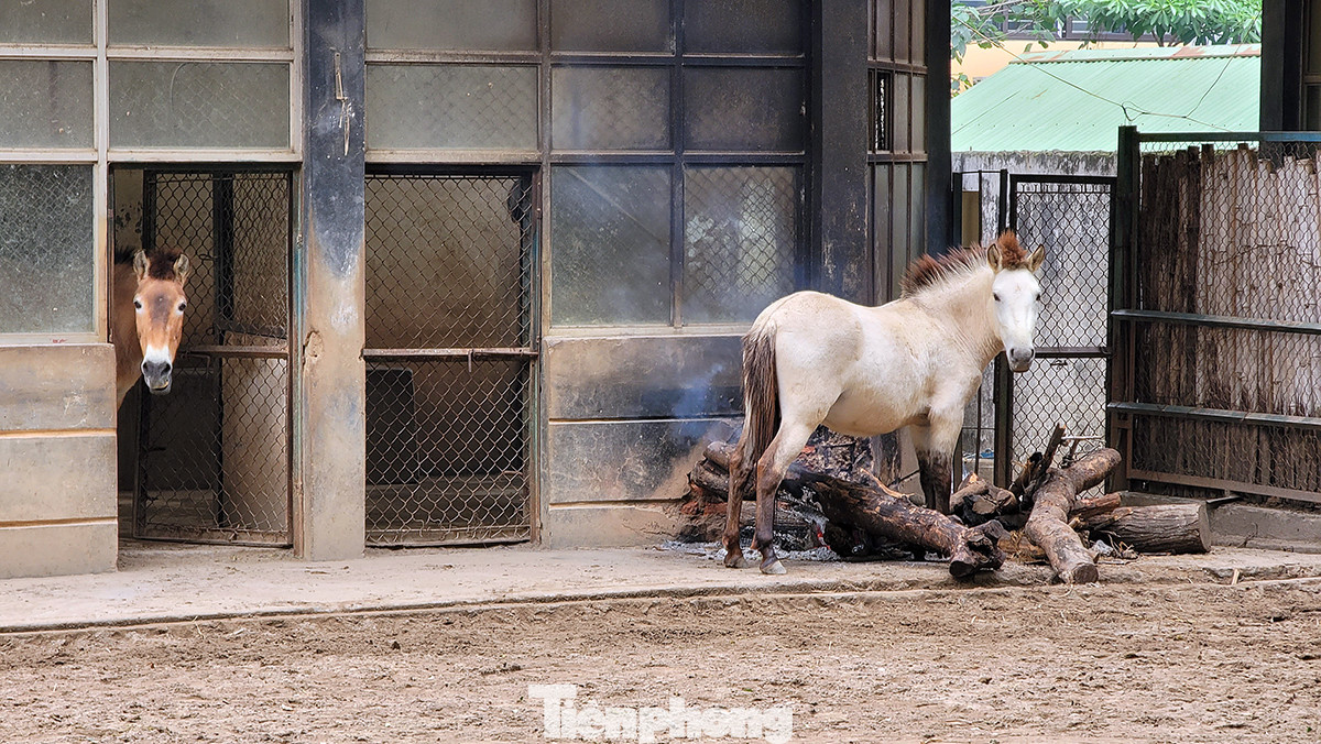 Công ty TNHH một thành viên Vườn thú Hà Nội hiện đang chăm sóc, nuôi dưỡng gần 700 cá thể với hơn 90 loài động vật khác nhau, trong đó có những loài thú đặc biệt quý hiếm.