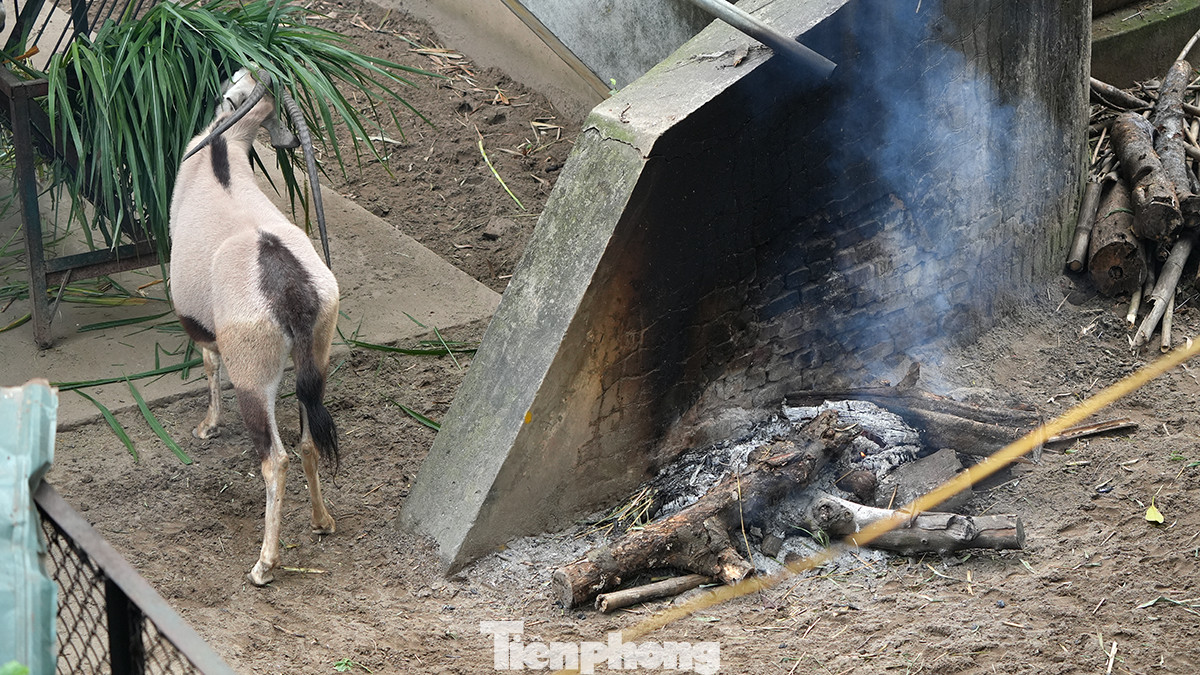 Ông Nguyễn Danh Cường, Phó Giám đốc Xí nghiệp chăn nuôi và phát triển động vật số 1, đơn vị trực thuộc Công ty, chia sẻ: "Việc chống rét cho các loài động vật, đặc biệt là động vật quý hiếm đã được Vườn thú thực hiện qua nhiều mùa đông nên luôn có sự chủ động và thực hiện theo kế hoạch kỹ càng, chi tiết theo từng đặc tính, điều kiện sinh sống của các giống, loài".