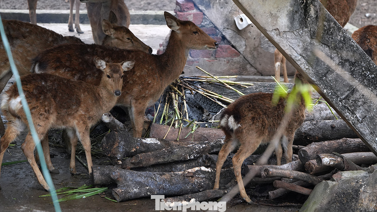 Ông Nguyễn Danh Cường, Phó Giám đốc Xí nghiệp chăn nuôi và phát triển động vật số 1, đơn vị trực thuộc Công ty, chia sẻ: "Việc chống rét cho các loài động vật, đặc biệt là động vật quý hiếm đã được Vườn thú thực hiện qua nhiều mùa đông nên luôn có sự chủ động và thực hiện theo kế hoạch kỹ càng, chi tiết theo từng đặc tính, điều kiện sinh sống của các giống, loài".