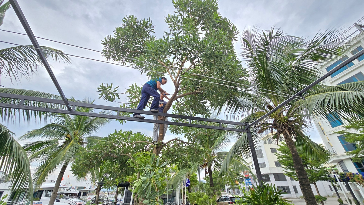 Một số cây xanh đang được cắt tỉa tại khu vực đường bao biển ở Hạ Long.