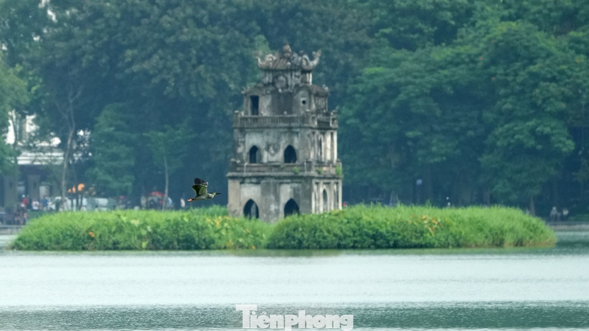 Một chú chim bay ngang qua Tháp Rùa trong buổi sáng cuối tuần trời không quá nắng. Một chú chim bay ngang qua Tháp Rùa trong buổi sáng cuối tuần trời không quá nắng.