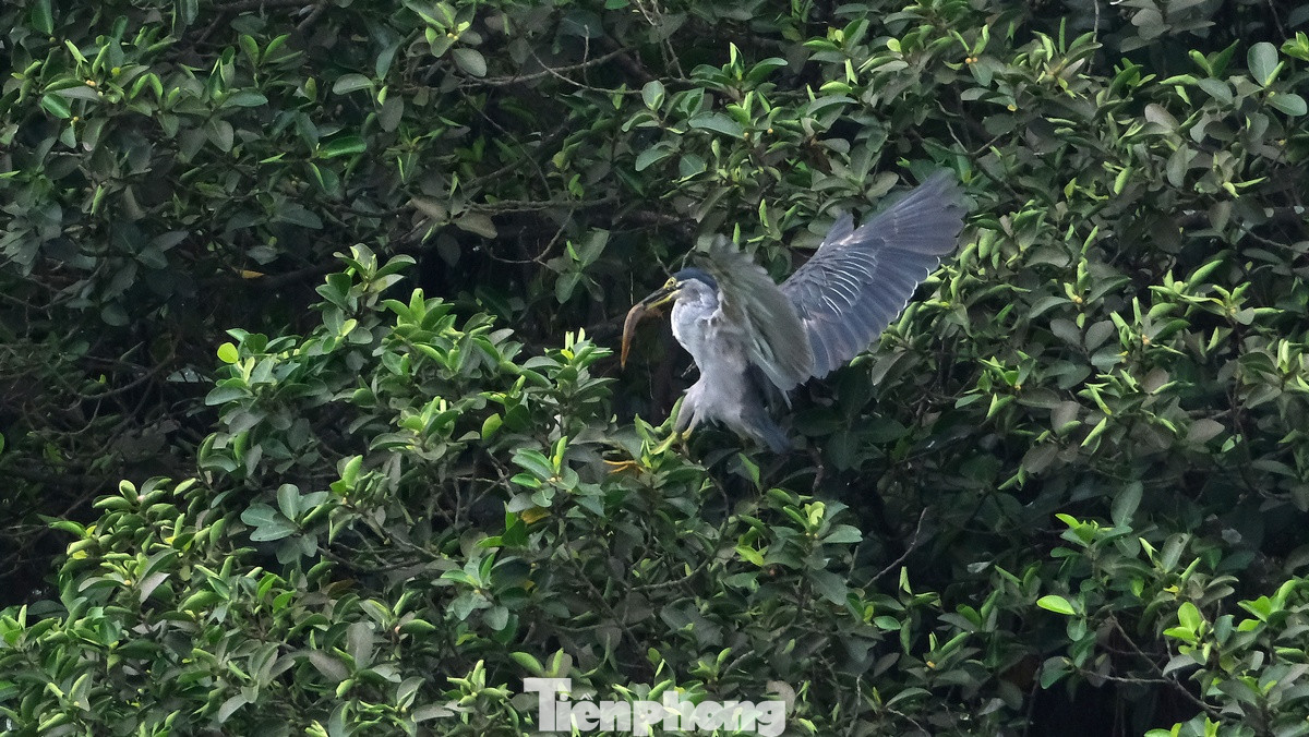 Và thành quả là đã săn được những chú cá phàm ăn tươi rói. Và thành quả là đã săn được những chú cá phàm ăn tươi rói.