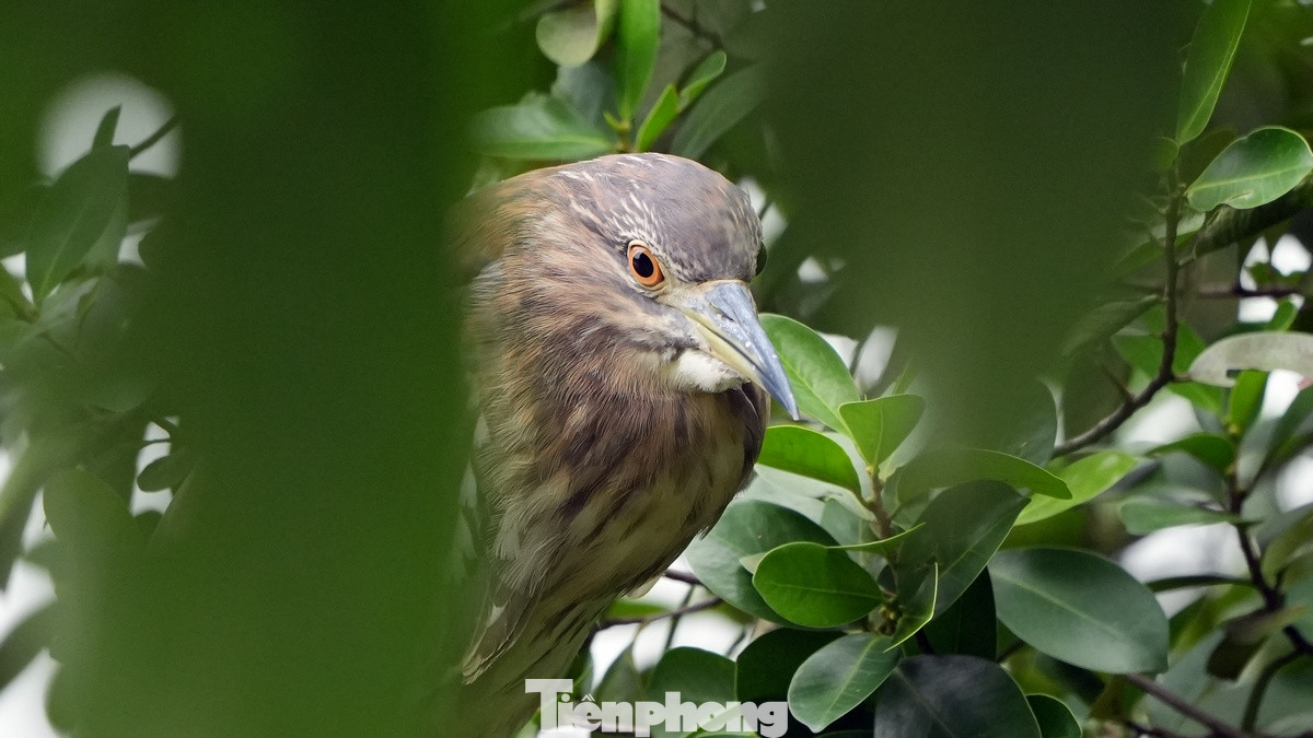 Loài chủ yếu đang sinh sống ở khu vực Hồ Gươm hiện tại là chim cò xanh (một loài chim họ Diệc) cũng như chim bói cá. Loài chủ yếu đang sinh sống ở khu vực Hồ Gươm hiện tại là chim cò xanh (một loài chim họ Diệc) cũng như chim bói cá.