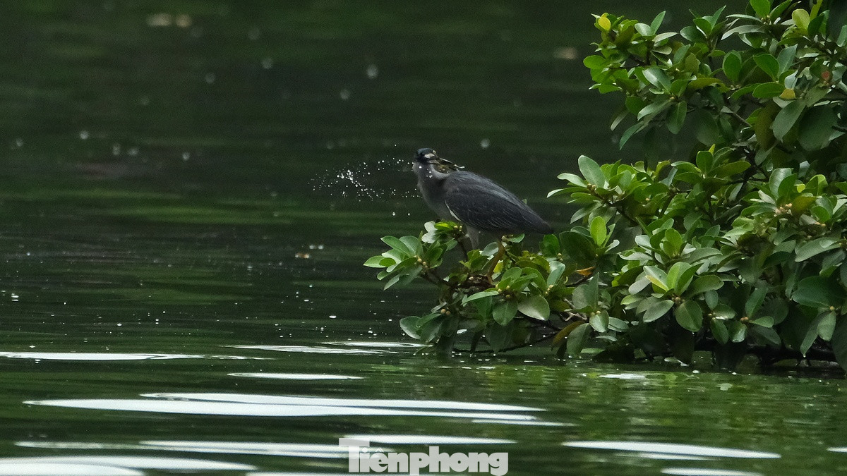 Nhiều chú chim săn mồi bằng cách gắp những cành khô nhỏ để dụ cá theo kiểu đi câu. Nhiều chú chim săn mồi bằng cách gắp những cành khô nhỏ để dụ cá theo kiểu đi câu.