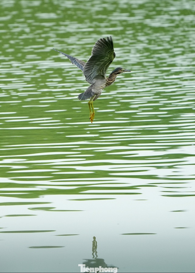 Hình ảnh chim tung bay soi bóng trên mặt Hồ Gươm tạo nên cảnh thơ mộng và yên bình. Hình ảnh chim tung bay soi bóng trên mặt Hồ Gươm tạo nên cảnh thơ mộng và yên bình.