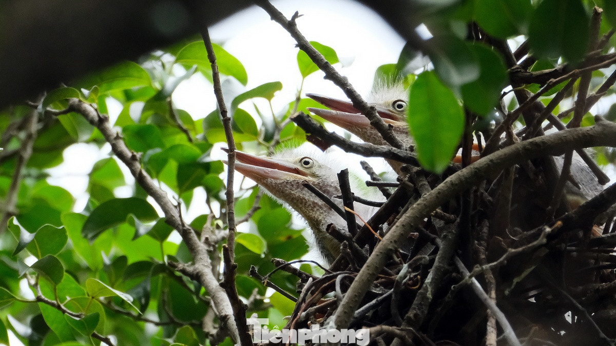 Những chú chim non đang chờ chim bố mẹ mang thức ăn về. Những chú chim non đang chờ chim bố mẹ mang thức ăn về.