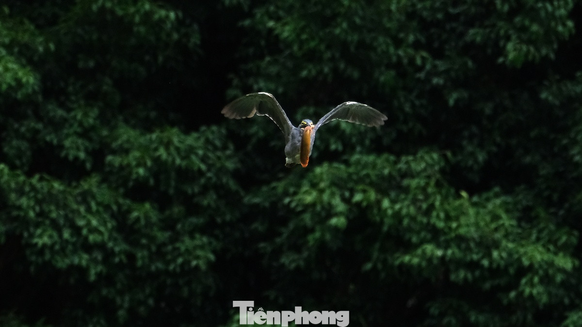 Chim bố mẹ thường mang chiến lợi phẩm mới săn được mang về tổ cho những chú chim non đang đòi ăn. Cảnh tượng này diễn ra thường ngày, du khách đi bộ quanh Hồ Gươm dễ dàng bắt gặp. Chim bố mẹ thường mang chiến lợi phẩm mới săn được mang về tổ cho những chú chim non đang đòi ăn. Cảnh tượng này diễn ra thường ngày, du khách đi bộ quanh Hồ Gươm dễ dàng bắt gặp.