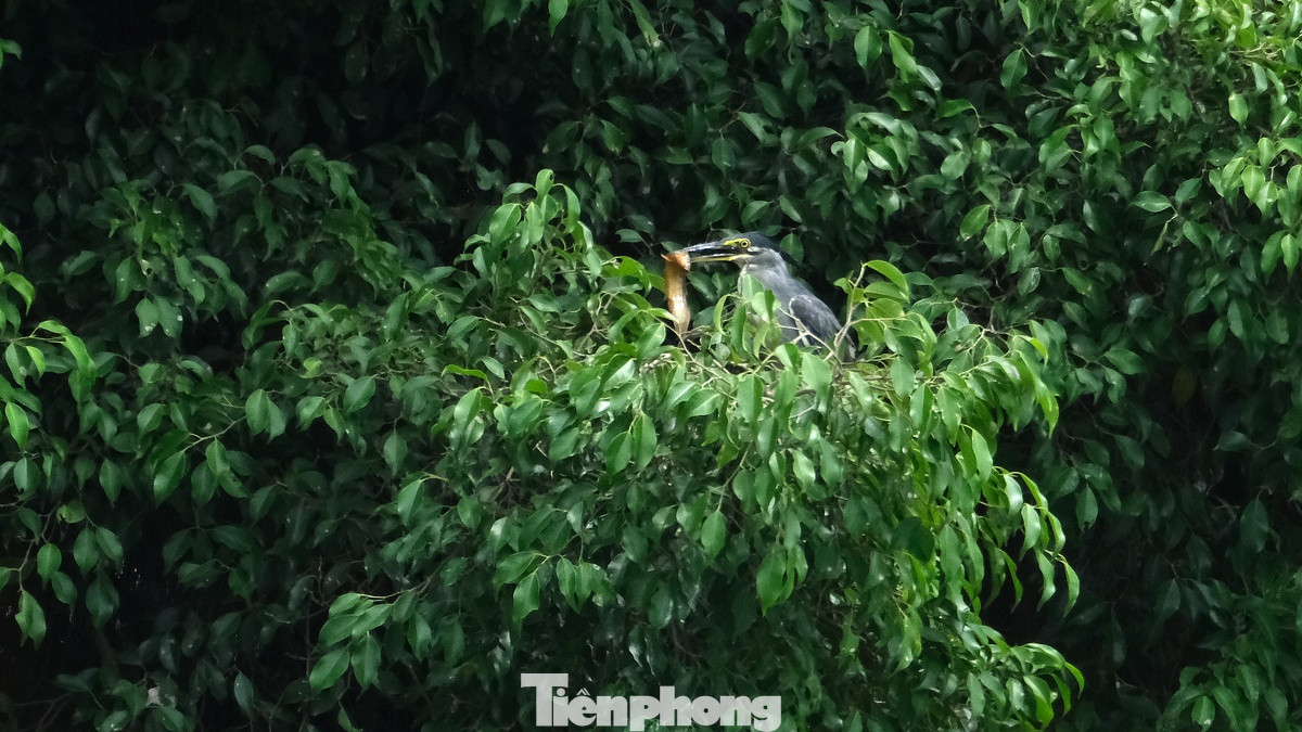 Chim bố mẹ thường mang chiến lợi phẩm mới săn được mang về tổ cho những chú chim non đang đòi ăn. Cảnh tượng này diễn ra thường ngày, du khách đi bộ quanh Hồ Gươm dễ dàng bắt gặp. Chim bố mẹ thường mang chiến lợi phẩm mới săn được mang về tổ cho những chú chim non đang đòi ăn. Cảnh tượng này diễn ra thường ngày, du khách đi bộ quanh Hồ Gươm dễ dàng bắt gặp.