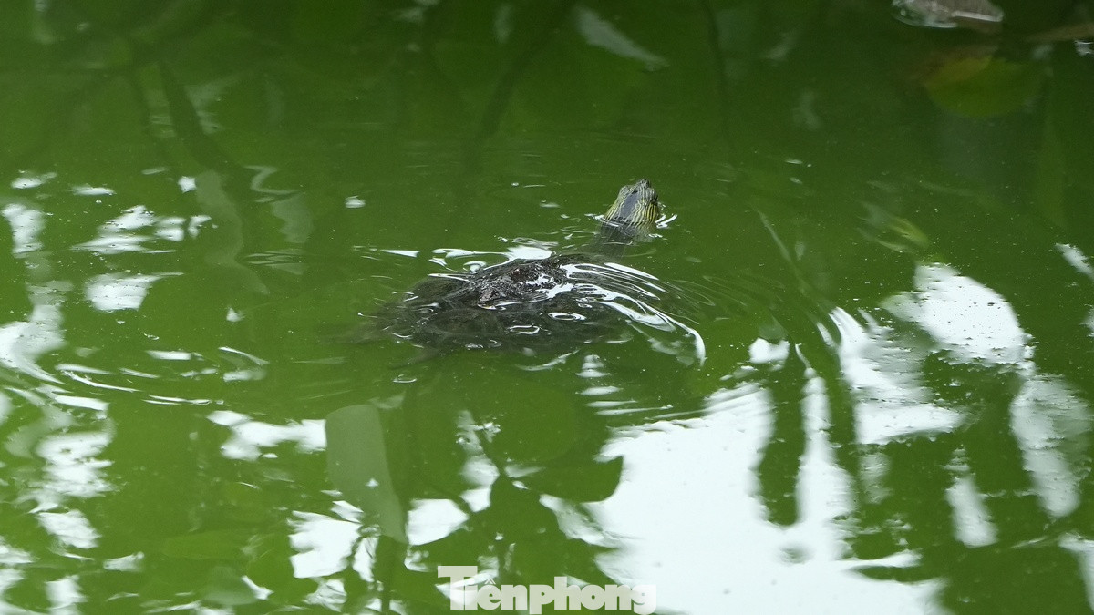 Bên cạnh những loài chim tự nhiên, môi trường sống dưới nước và trên bờ của Hồ Gươm rất đa dạng các loài động vật như cá, rùa... Bên cạnh những loài chim tự nhiên, môi trường sống dưới nước và trên bờ của Hồ Gươm rất đa dạng các loài động vật như cá, rùa...
