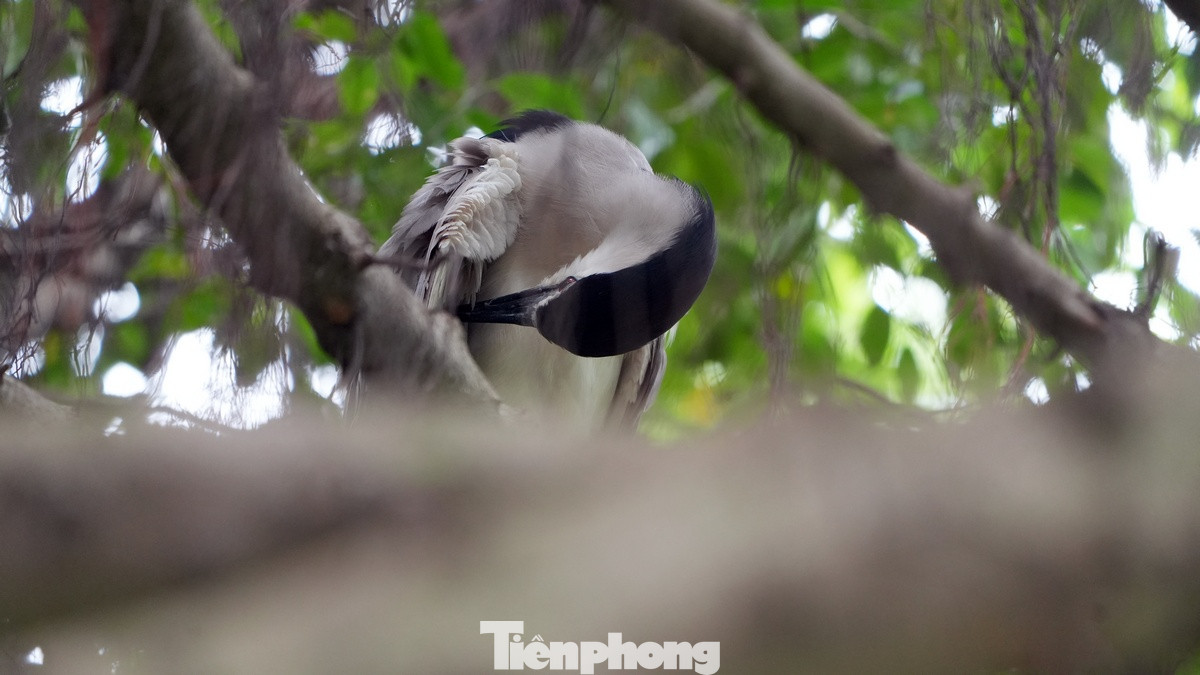 Phút nghỉ ngơi của một con cò trắng khoang đen. Phút nghỉ ngơi của một con cò trắng khoang đen.